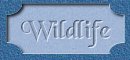 Wildlife